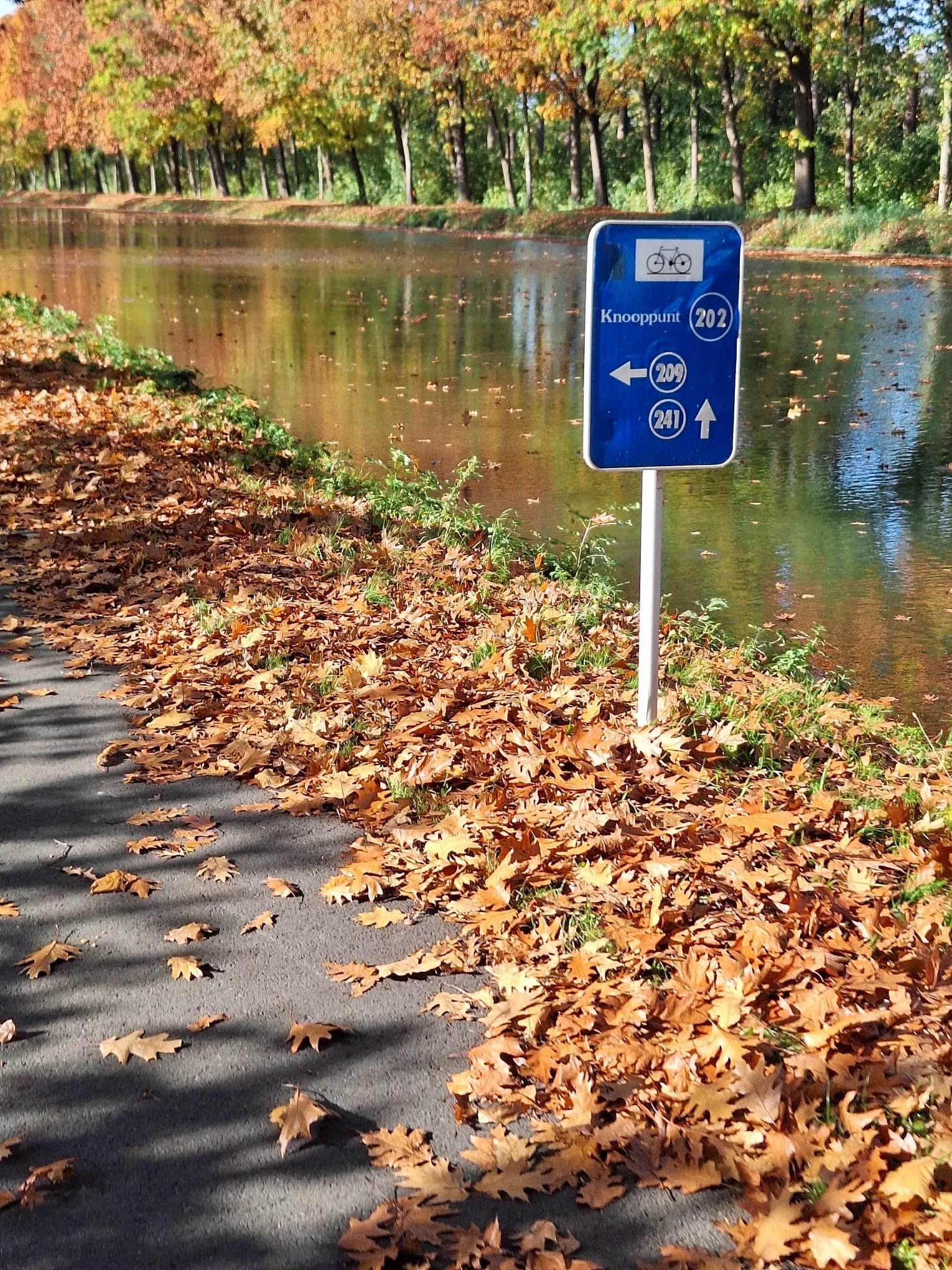 Een blauw fietsknooppuntbord langs het jaagpad, met de nummers 202, 209 en 241, tussen afgevallen herfstbladeren aan het water